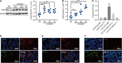 Control of Intestinal Inflammation, Colitis-Associated Tumorigenesis, and Macrophage Polarization by Fibrinogen-Like Protein 2